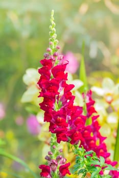 The background image of the colorful flowers, background nature