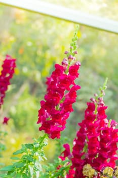 The background image of the colorful flowers, background nature