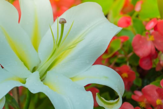 The background image of the colorful flowers, background nature