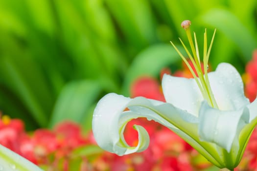 The background image of the colorful flowers, background nature