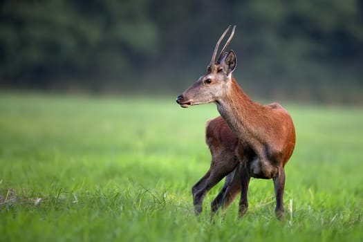 Red deer in a clearing in the wild