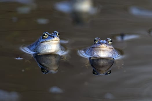 Moor frogs in the wild on the lake