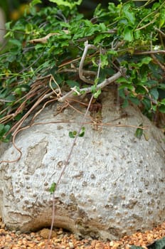 Fockea edulis, a huge caudiciform native to southern Africa