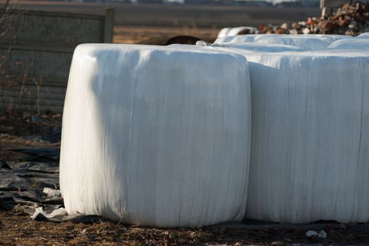 silage, bales, hay bales, plastic wrap cover for wheat cereal bales outdoor