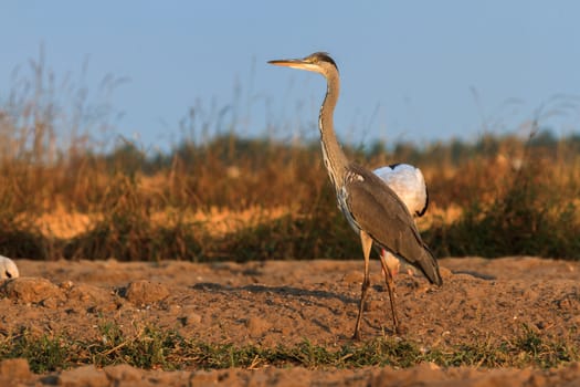 wild bird in their natural habitat, nature series