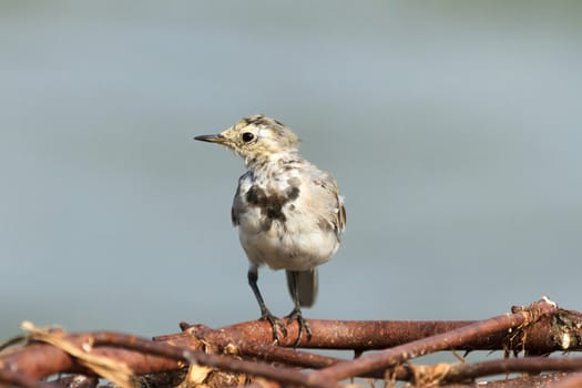 wild bird in natural habitat, nature series