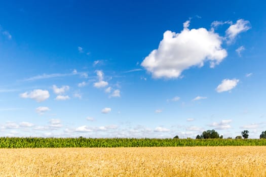 agricultural field, nature and agriculture farming series