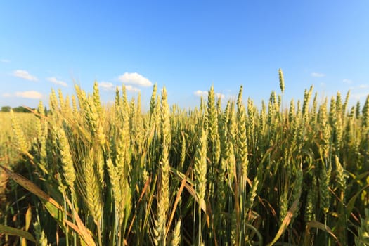 agricultural field, nature and agriculture farming series