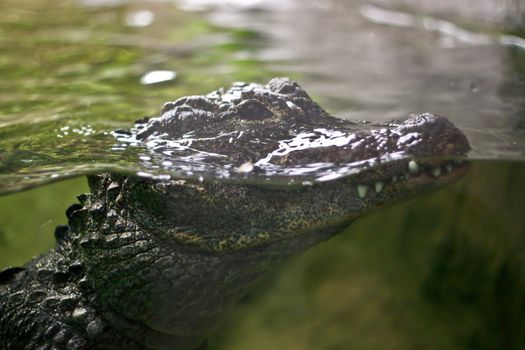 A crocodile in aquarium tank