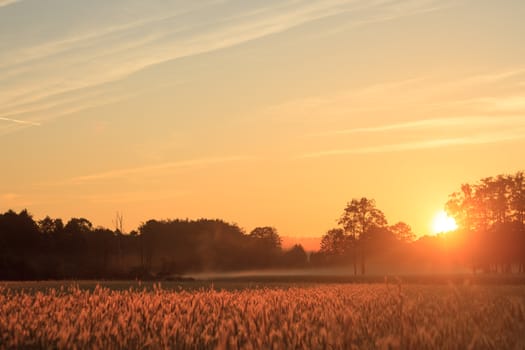 agricultural field, nature and agriculture farming series