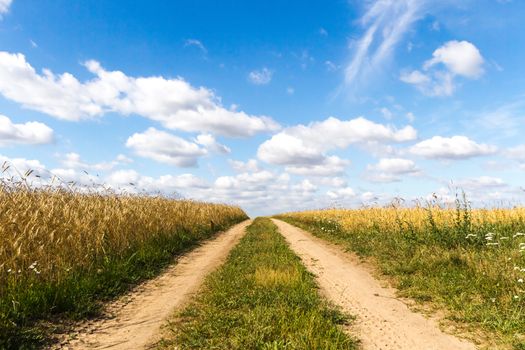 agricultural field, nature and agriculture farming series