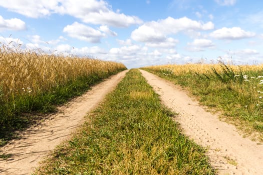 agricultural field, nature and agriculture farming series
