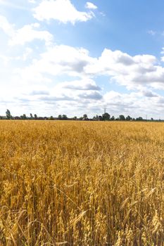 agricultural field, nature and agriculture farming series