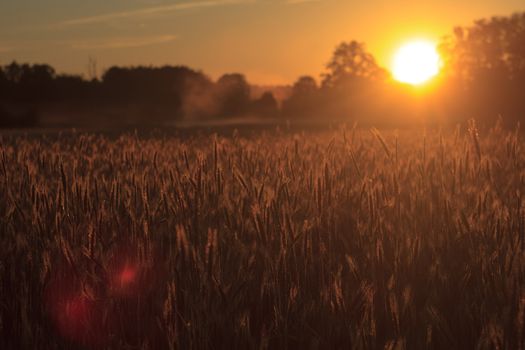 agricultural field, nature and agriculture farming series