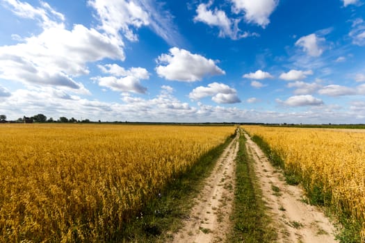 agricultural field, nature and agriculture farming series