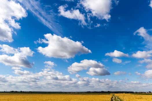 agricultural field, nature and agriculture farming series