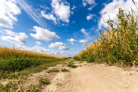 agricultural field, nature and agriculture farming series