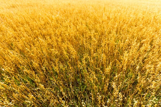 agricultural field, nature and agriculture farming series