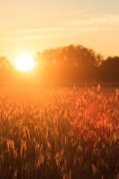 agricultural field, nature and agriculture farming series