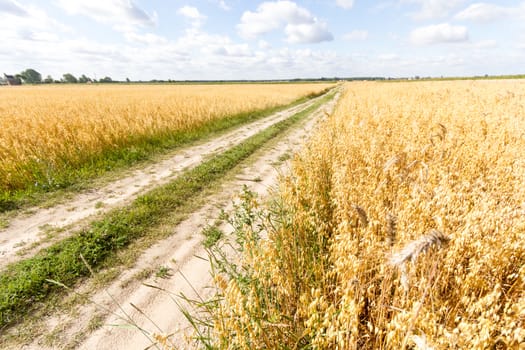 agricultural field, nature and agriculture farming series