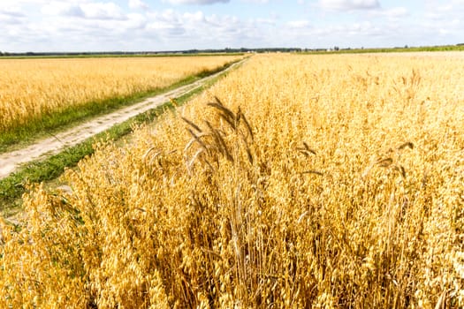 agricultural field, nature and agriculture farming series
