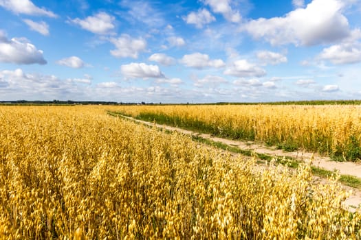 agricultural field, nature and agriculture farming series