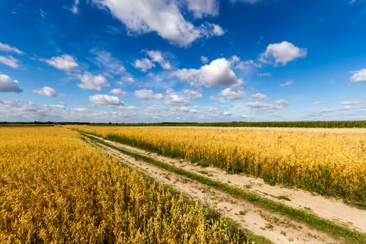 agricultural field, nature and agriculture farming series