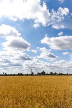 agricultural field, nature and agriculture farming series