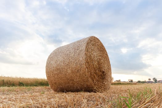 agricultural field, nature and agriculture farming series