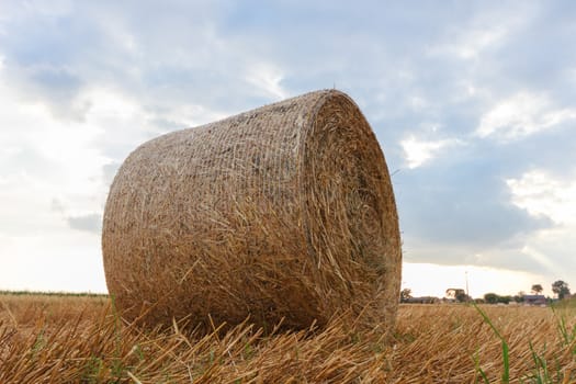 agricultural field, nature and agriculture farming series