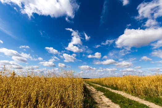agricultural field, nature and agriculture farming series