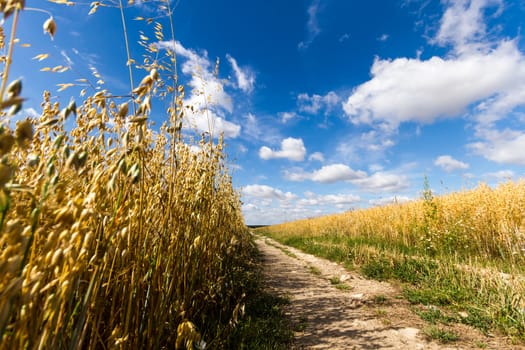 agricultural field, nature and agriculture farming series