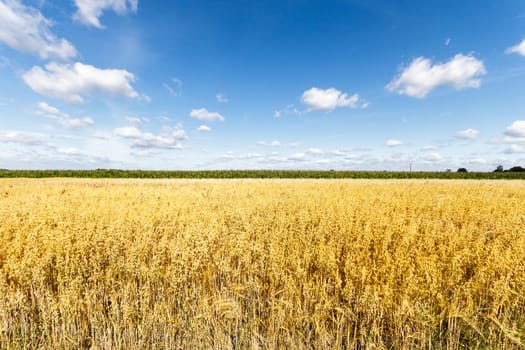agricultural field, nature and agriculture farming series