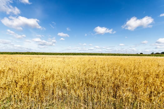 agricultural field, nature and agriculture farming series