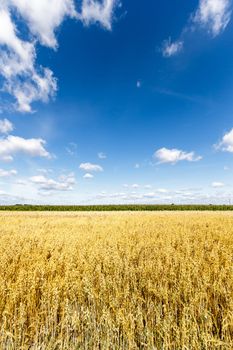 agricultural field, nature and agriculture farming series