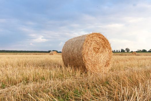 agricultural field, nature and agriculture farming series