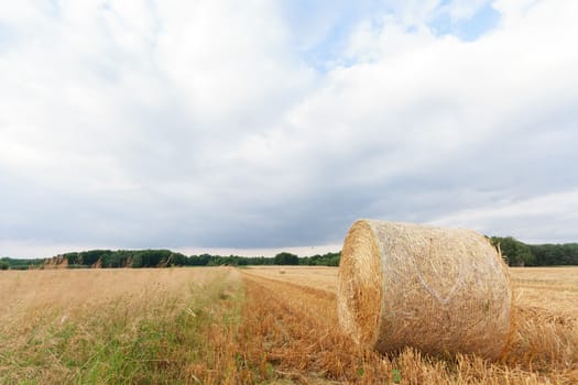 agricultural field, nature and agriculture farming series