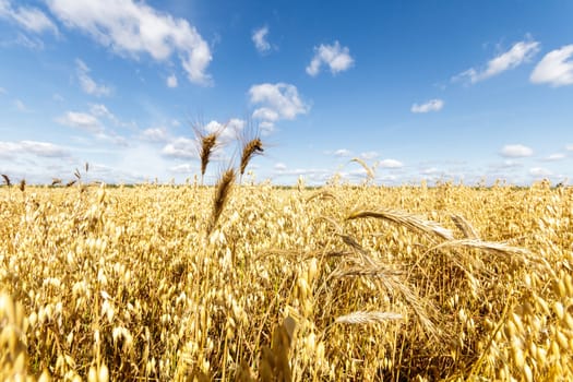 agricultural field, nature and agriculture farming series