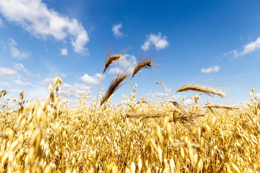 agricultural field, nature and agriculture farming series