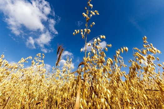 agricultural field, nature and agriculture farming series