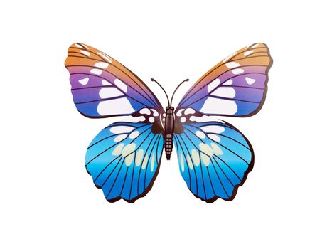 butterfly wall sticker isolated on white background     