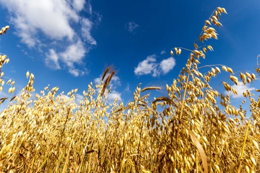 agricultural field, nature and agriculture farming series