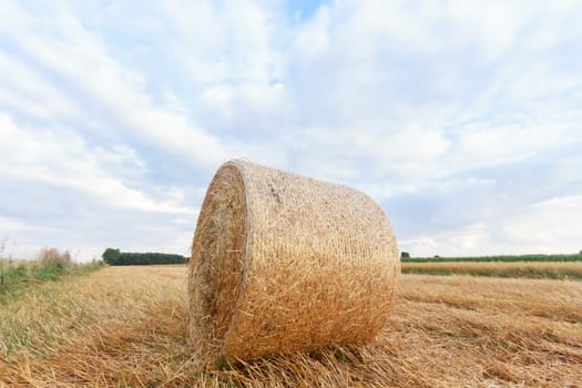 agricultural field, nature and agriculture farming series