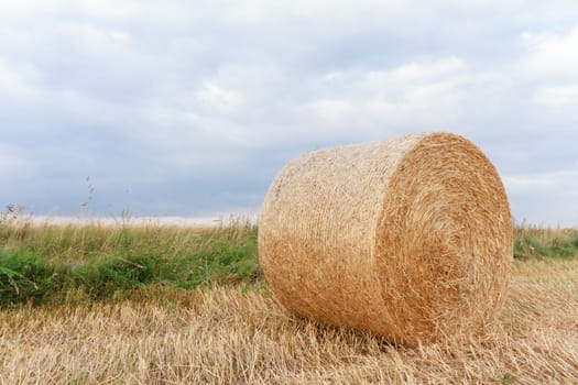 agricultural field, nature and agriculture farming series