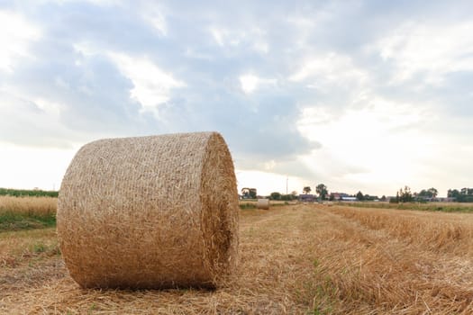agricultural field, nature and agriculture farming series
