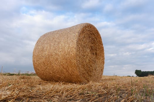 agricultural field, nature and agriculture farming series