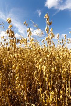 agricultural field, nature and agriculture farming series