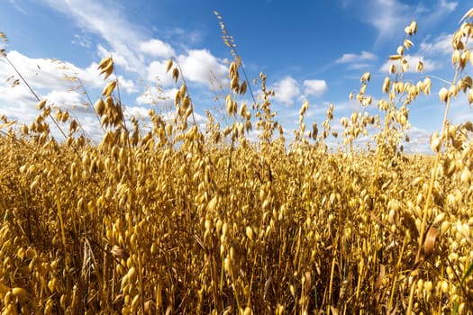 agricultural field, nature and agriculture farming series