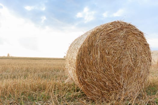 agricultural field, nature and agriculture farming series
