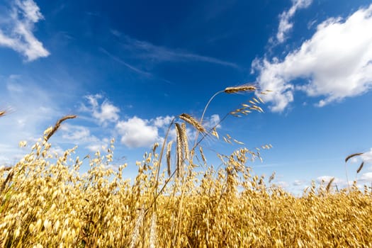 agricultural field, nature and agriculture farming series